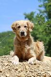 GOLDEN RETRIEVER 1143